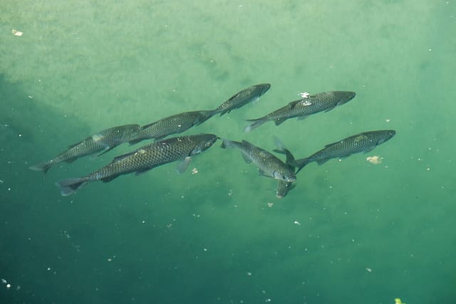 Fische