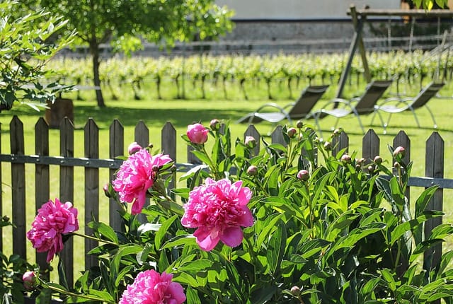 Blüte