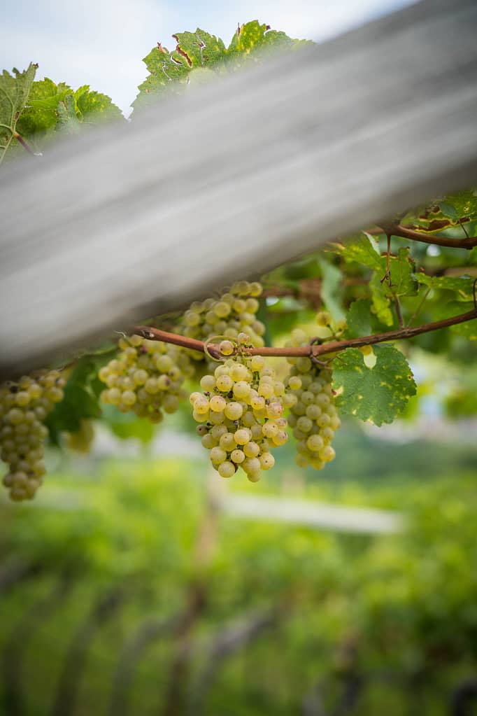 Weinlese